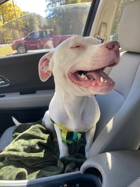 Enlarge KRAFT, a Adoptable Pit Bull Terrier in Charlotte, NC image 2/2