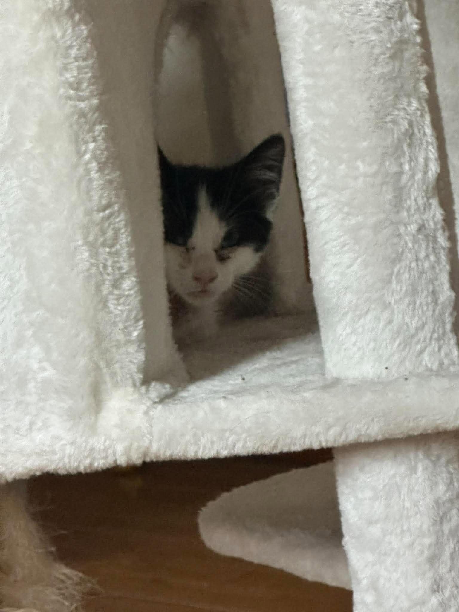 Dylan, Adoptable, Young Male Domestic Short Hair.
