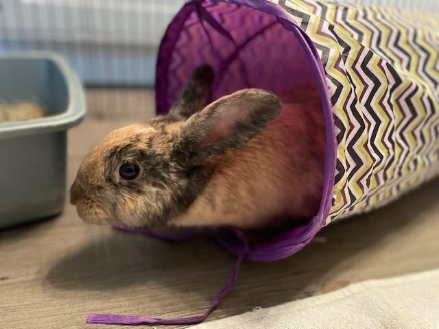 Enlarge Molly, a Adoptable Harlequin in Hamilton, ON image 3/6