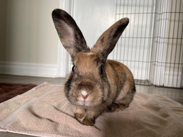 Enlarge Molly, a Adoptable Harlequin in Hamilton, ON image 4/6