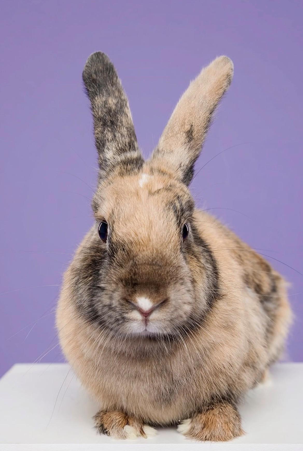 Molly, Adoptable, Adult Female Harlequin.