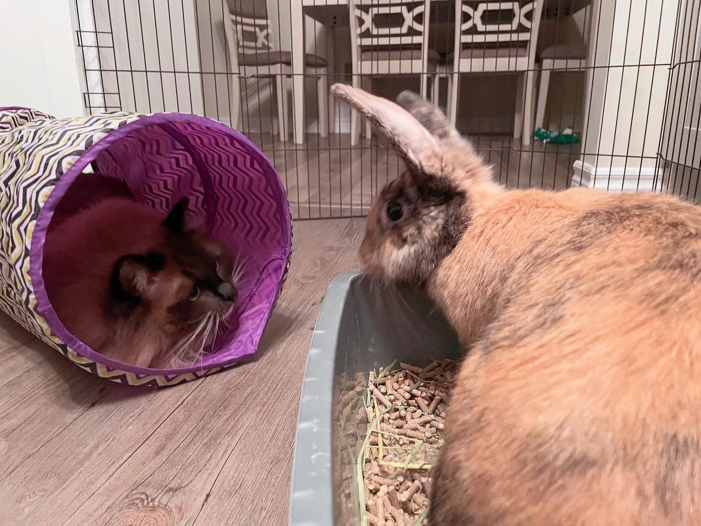 Enlarge Molly, a Adoptable Harlequin in Hamilton, ON image 1/6