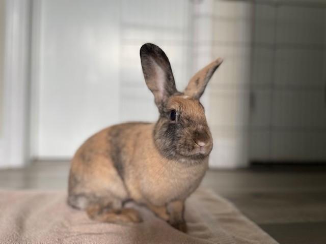 Enlarge Molly, a Adoptable Harlequin in Hamilton, ON image 5/6