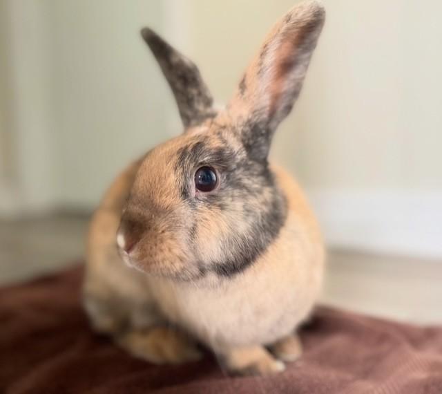 Enlarge Molly, a Adoptable Harlequin in Hamilton, ON image 2/6