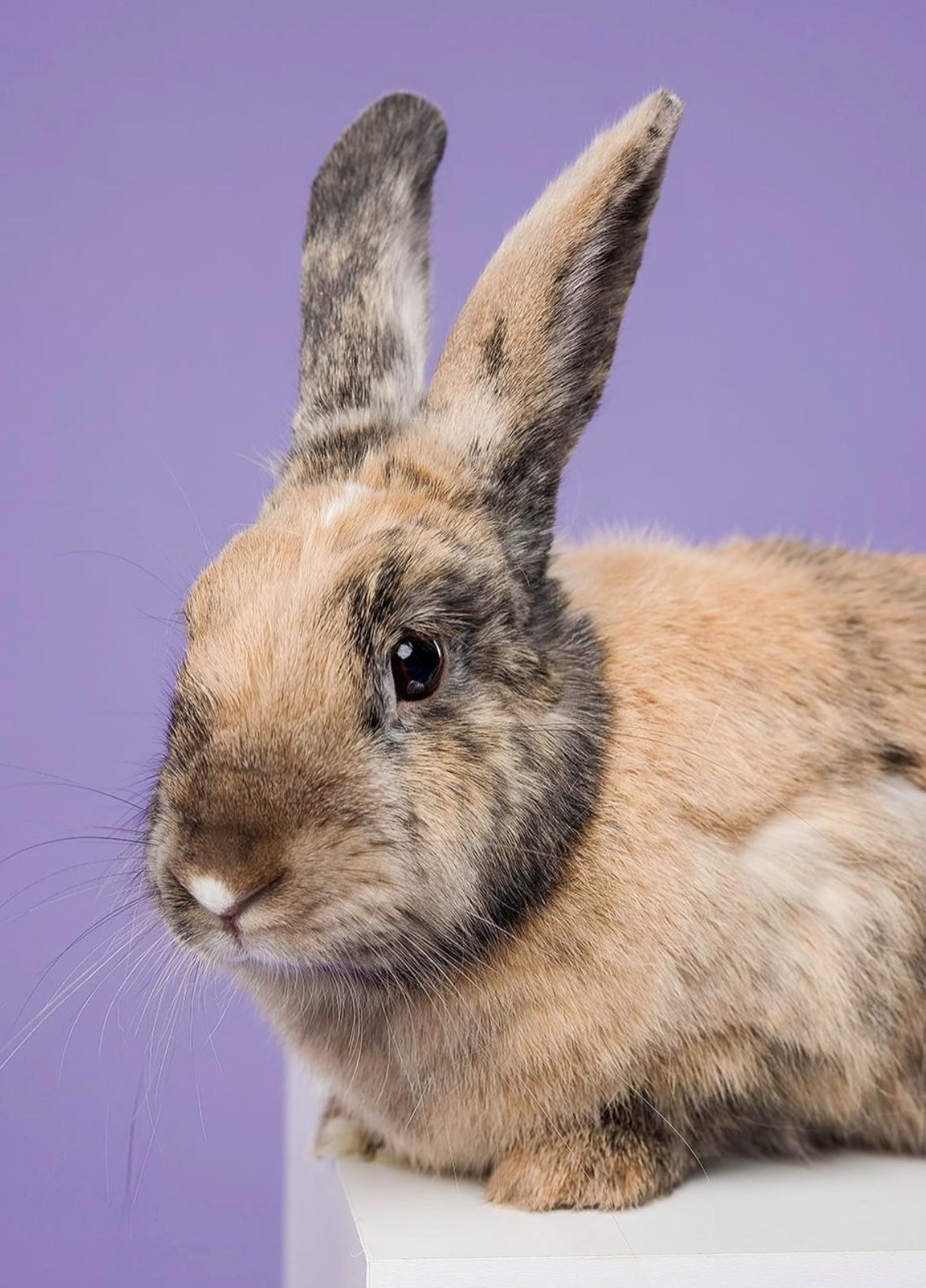 Enlarge Molly, an adopted Harlequin in Hamilton, ON image 6/6