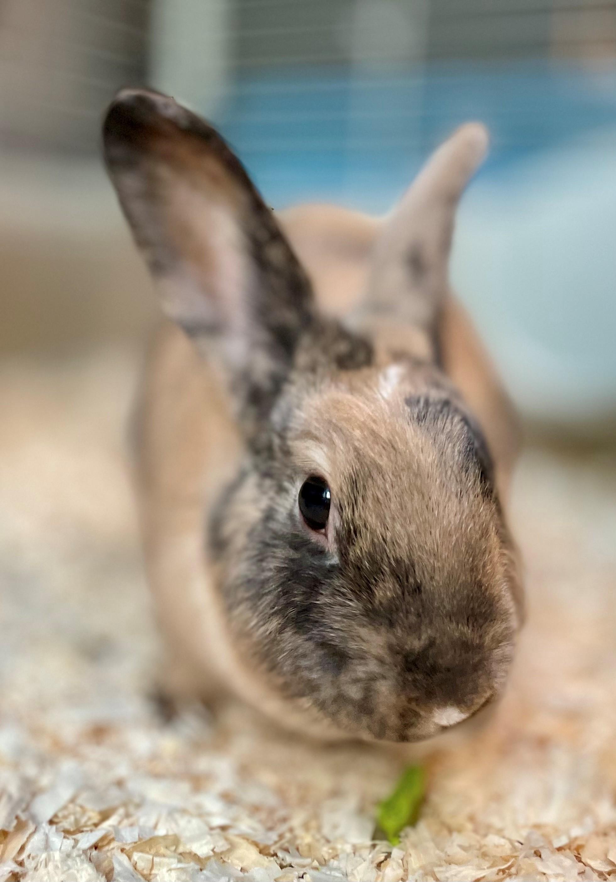 Enlarge Molly, a Adoptable Harlequin in Hamilton, ON image 6/6