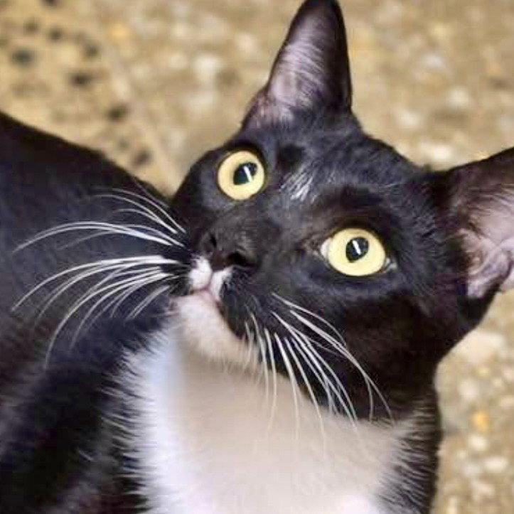 Lock, a Adoptable Domestic Short Hair in Flushing, NY image 1/3