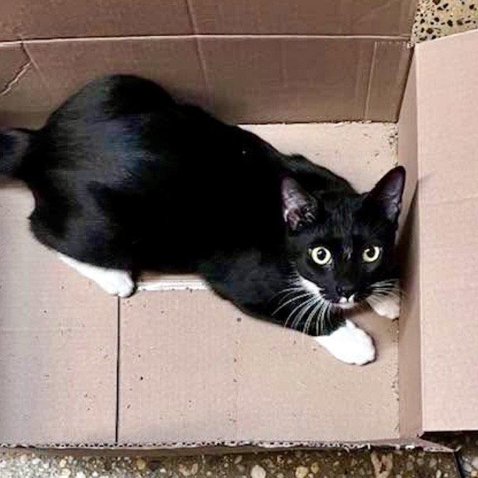 Lock, a Adoptable Domestic Short Hair in Flushing, NY image 2/3