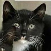 Enlarge Lock, a Adoptable Domestic Short Hair in Flushing, NY image 2/2