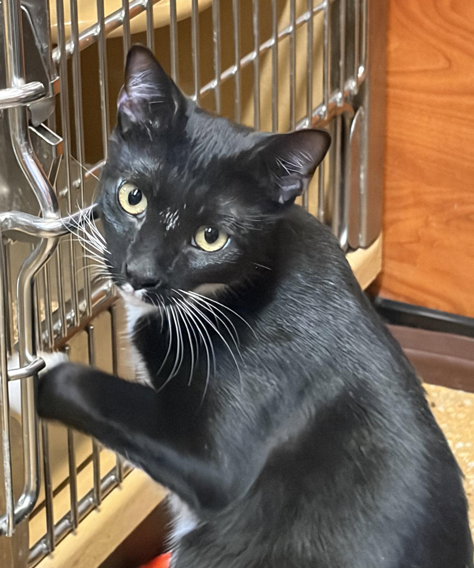 Lock, a Adoptable Domestic Short Hair in Flushing, NY image 3/3