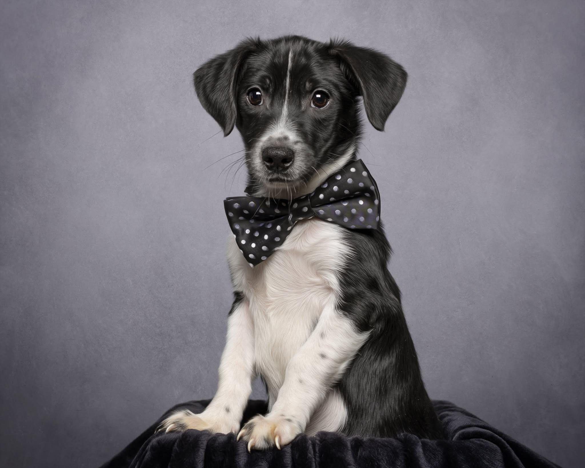 Bandit, Adoptable, Puppy Male Mixed Breed.