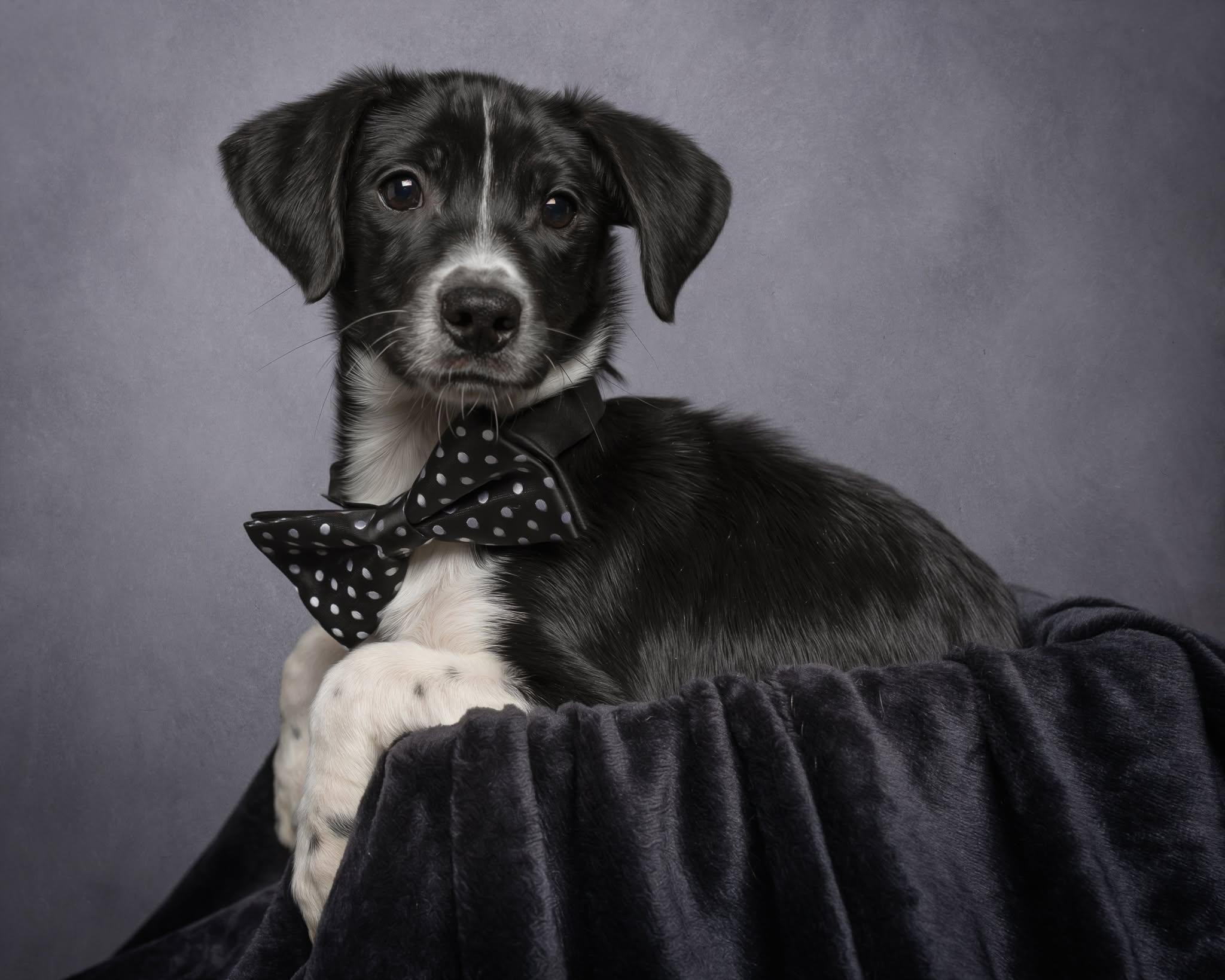 Enlarge Bandit, a Adoptable Mixed Breed in Cullman, AL image 2/2