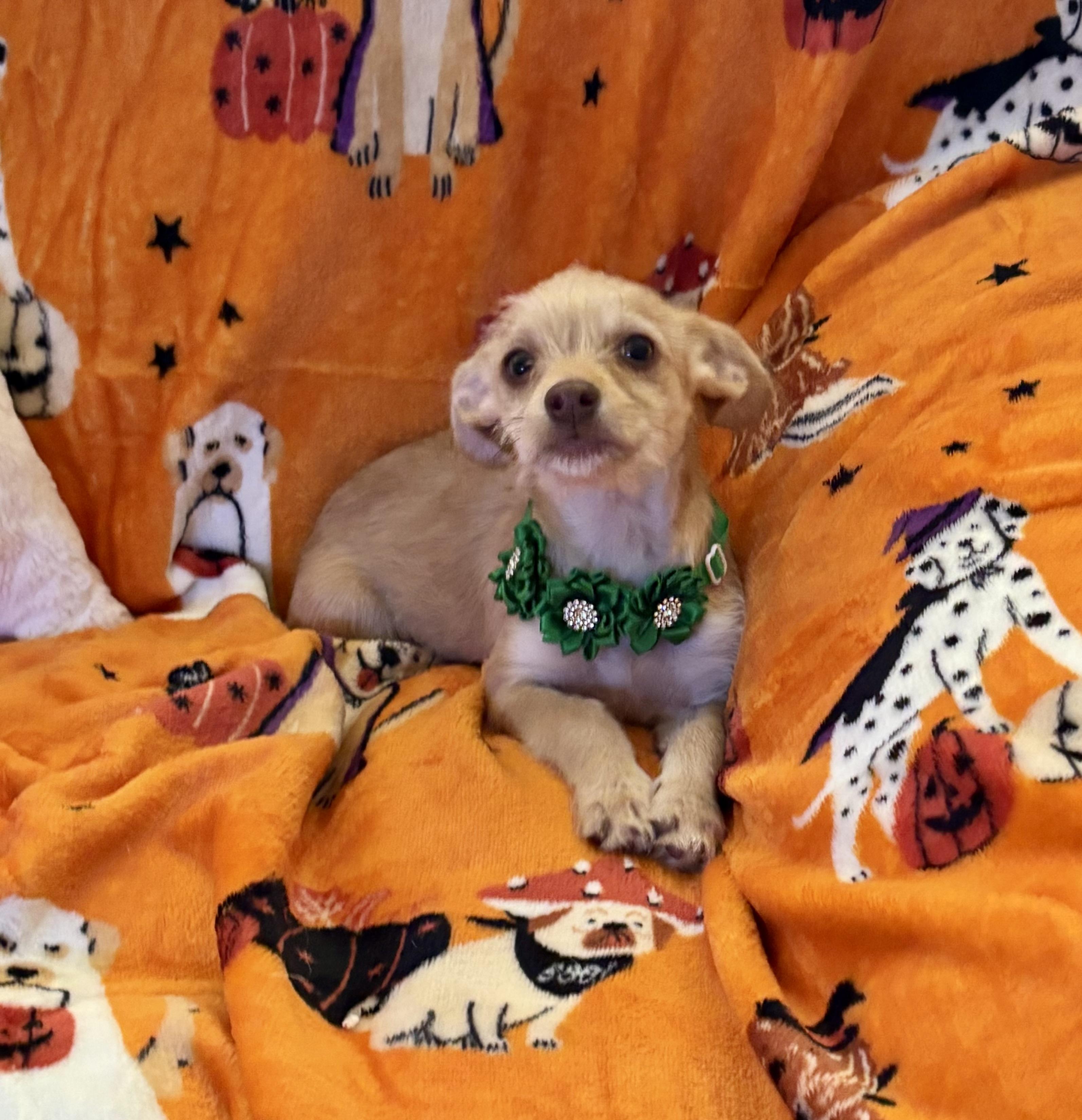 Enlarge Tinker, a Adopted mixed breed in Foster, OR image 6/6
