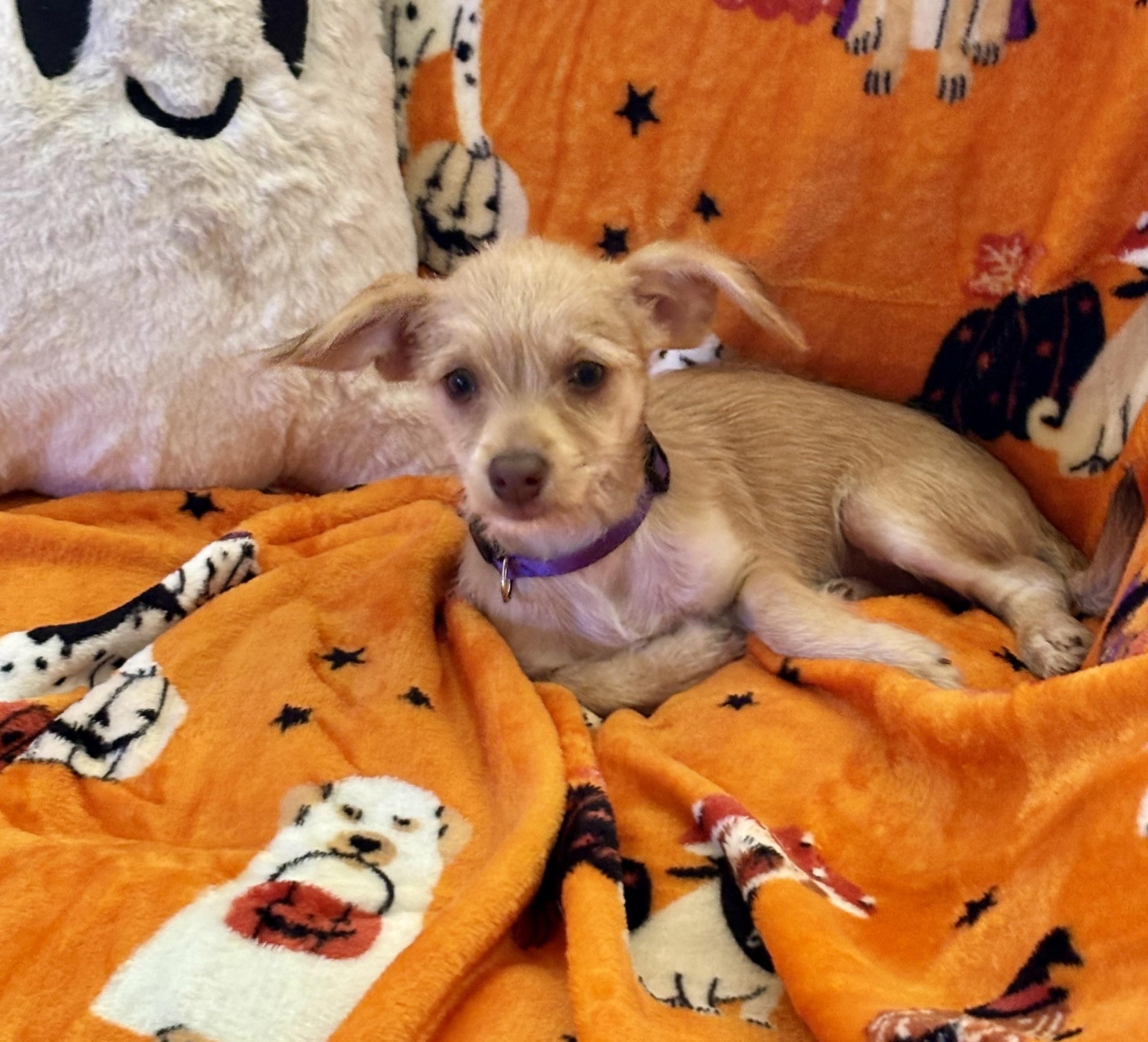 Enlarge Tinker, a Adopted mixed breed in Foster, OR image 2/6