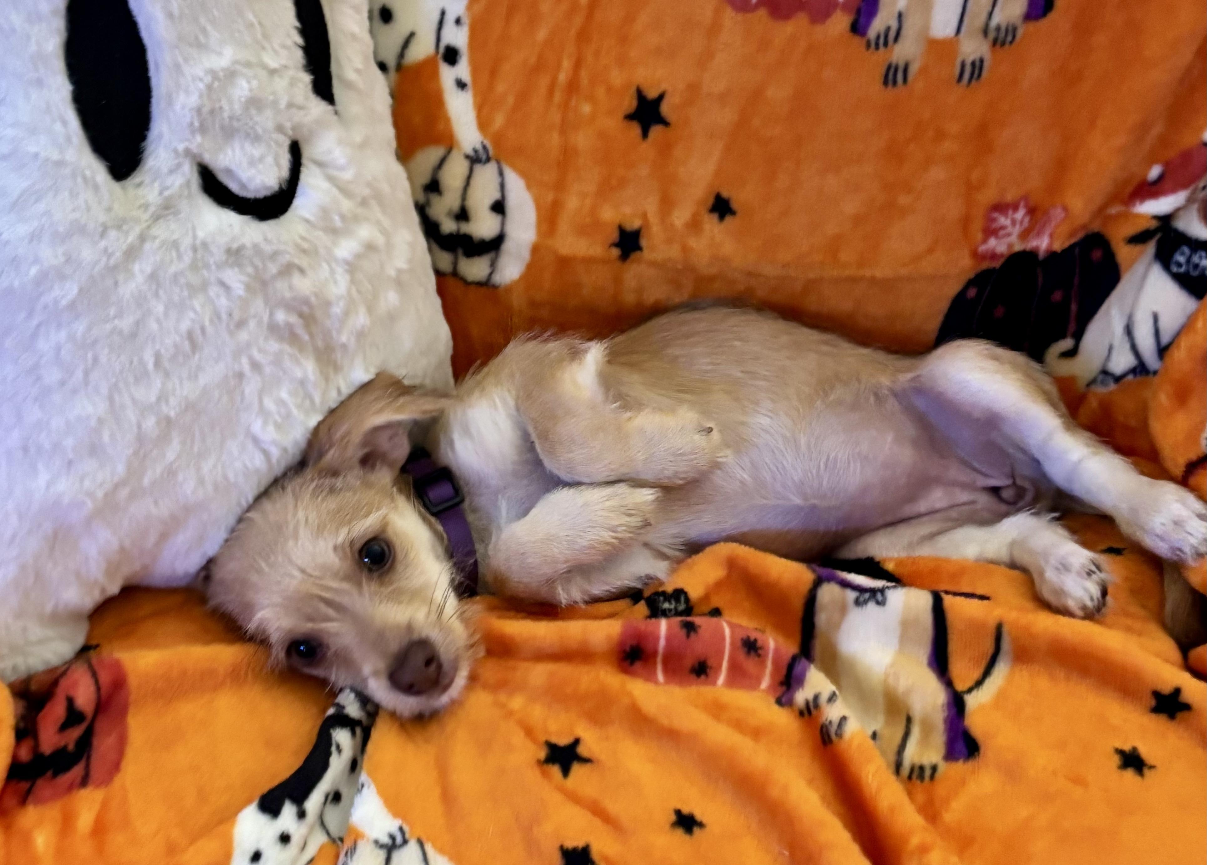 Enlarge Tinker, a Adopted mixed breed in Foster, OR image 3/6