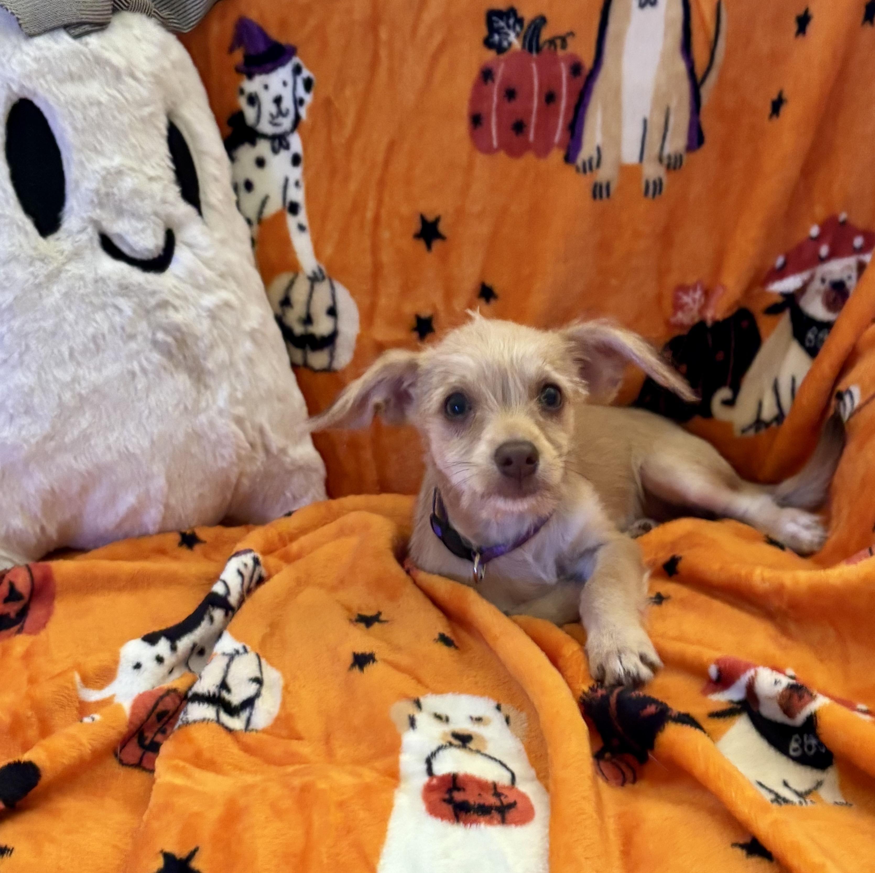 Enlarge Tinker, a Adopted mixed breed in Foster, OR image 1/6