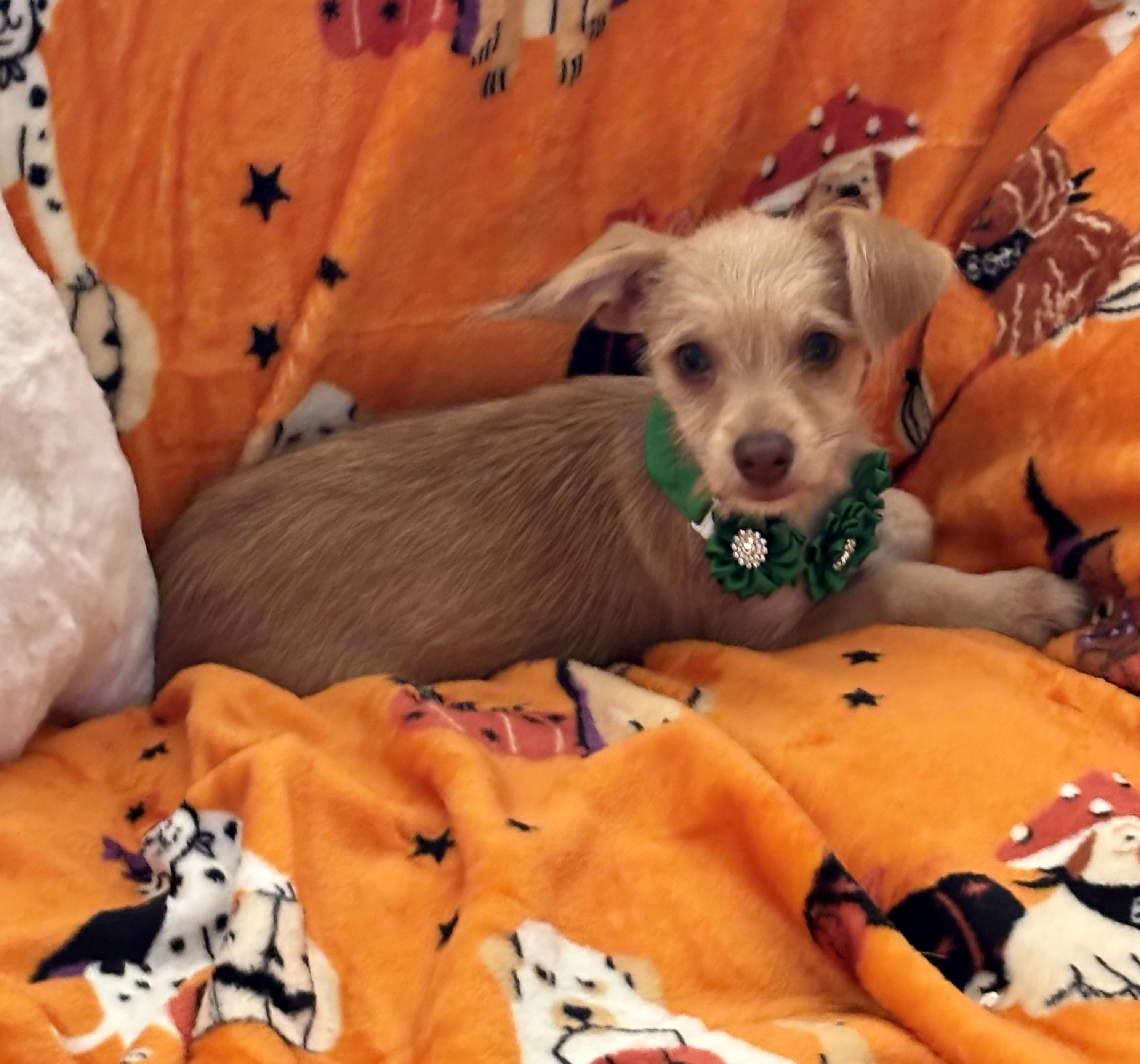 Enlarge Tinker, a Adopted mixed breed in Foster, OR image 4/6