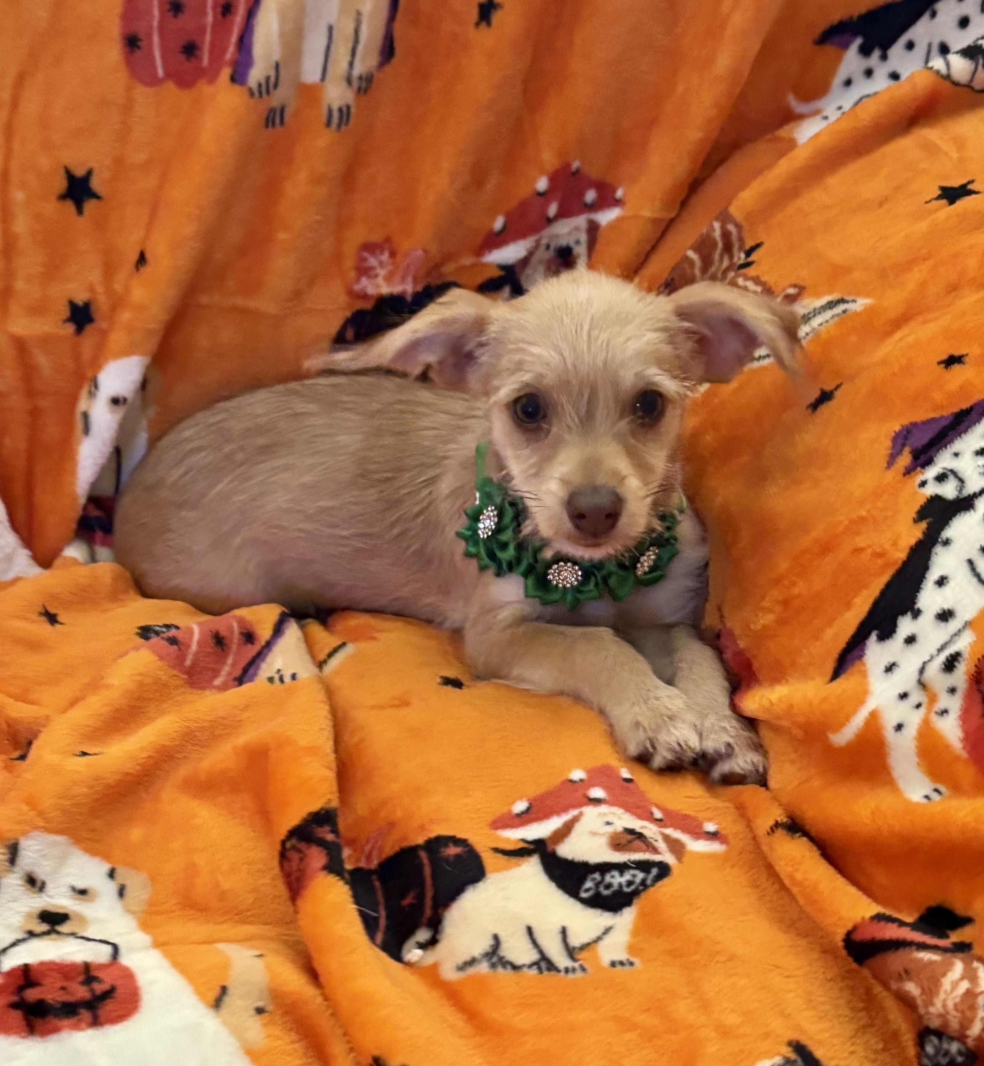Enlarge Tinker, a Adopted mixed breed in Foster, OR image 5/6