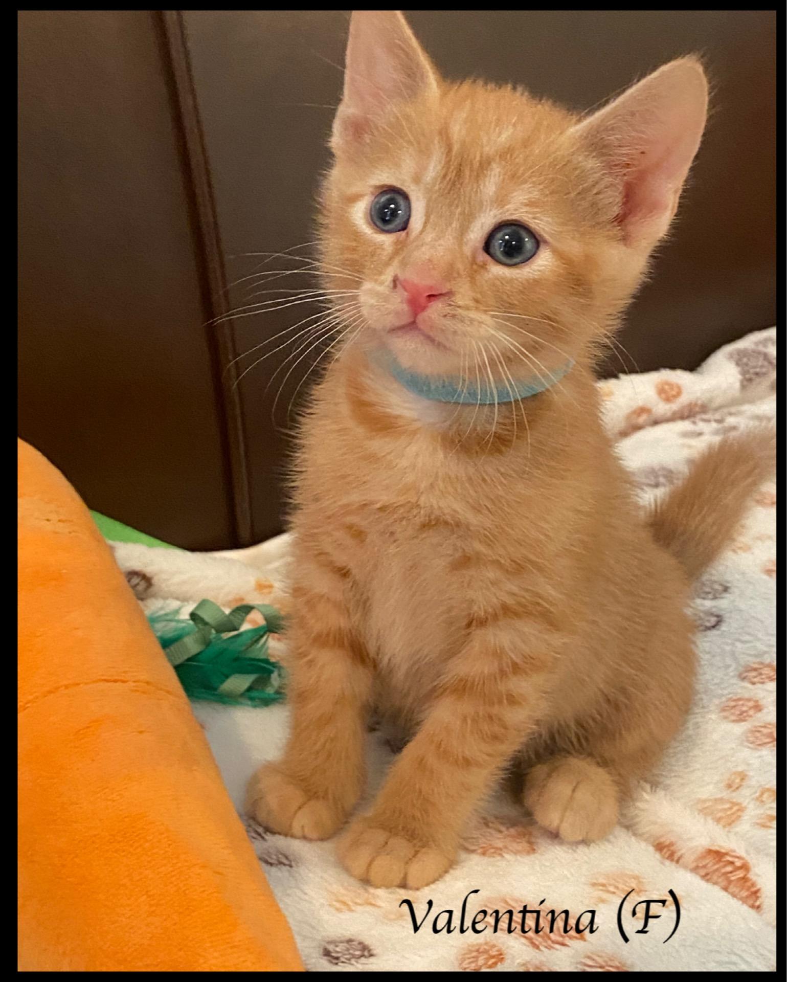 Valentina, Adoptable, Kitten Female Domestic Short Hair.