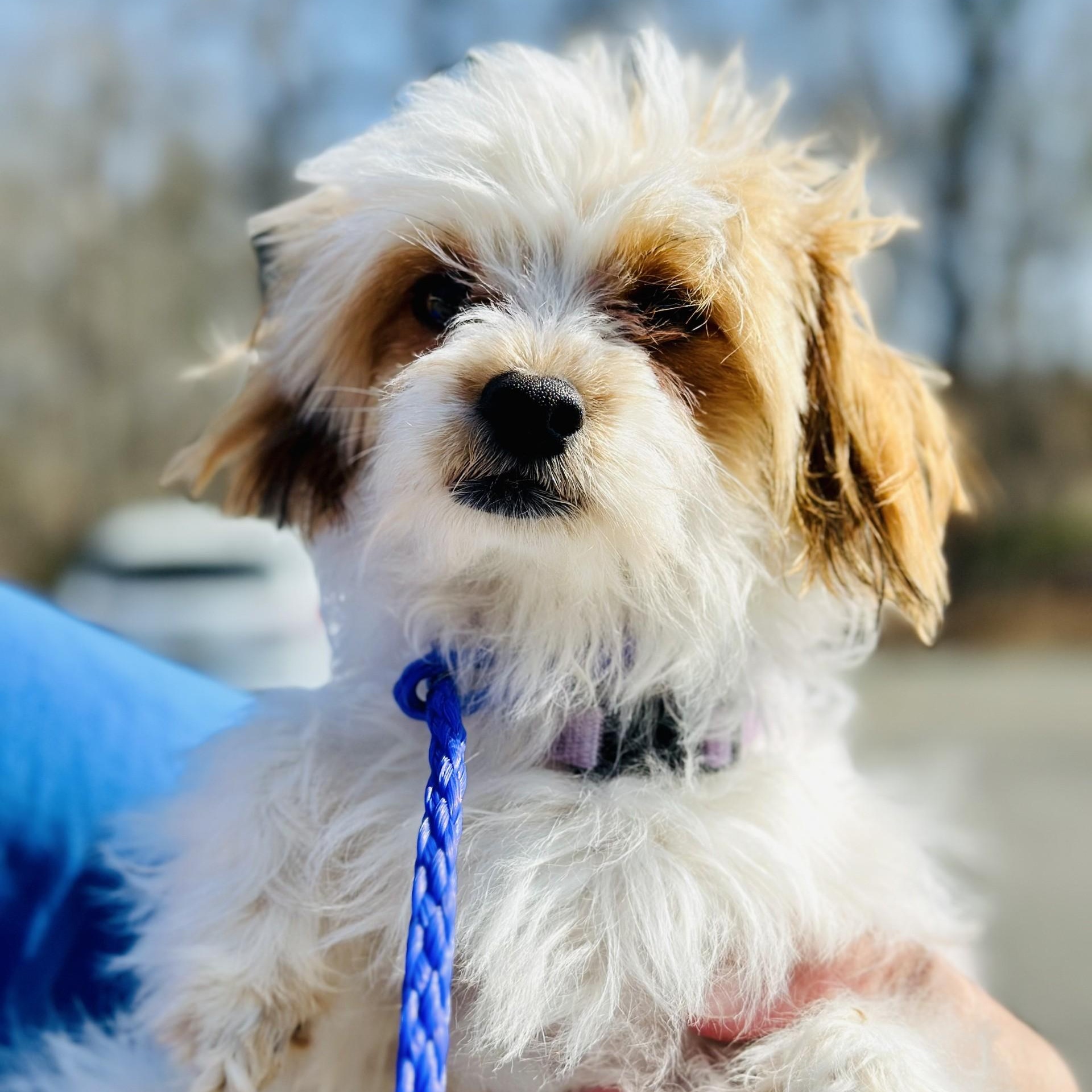 Enlarge Bernie , an adopted mixed breed in Jackson, NJ image 1/2
