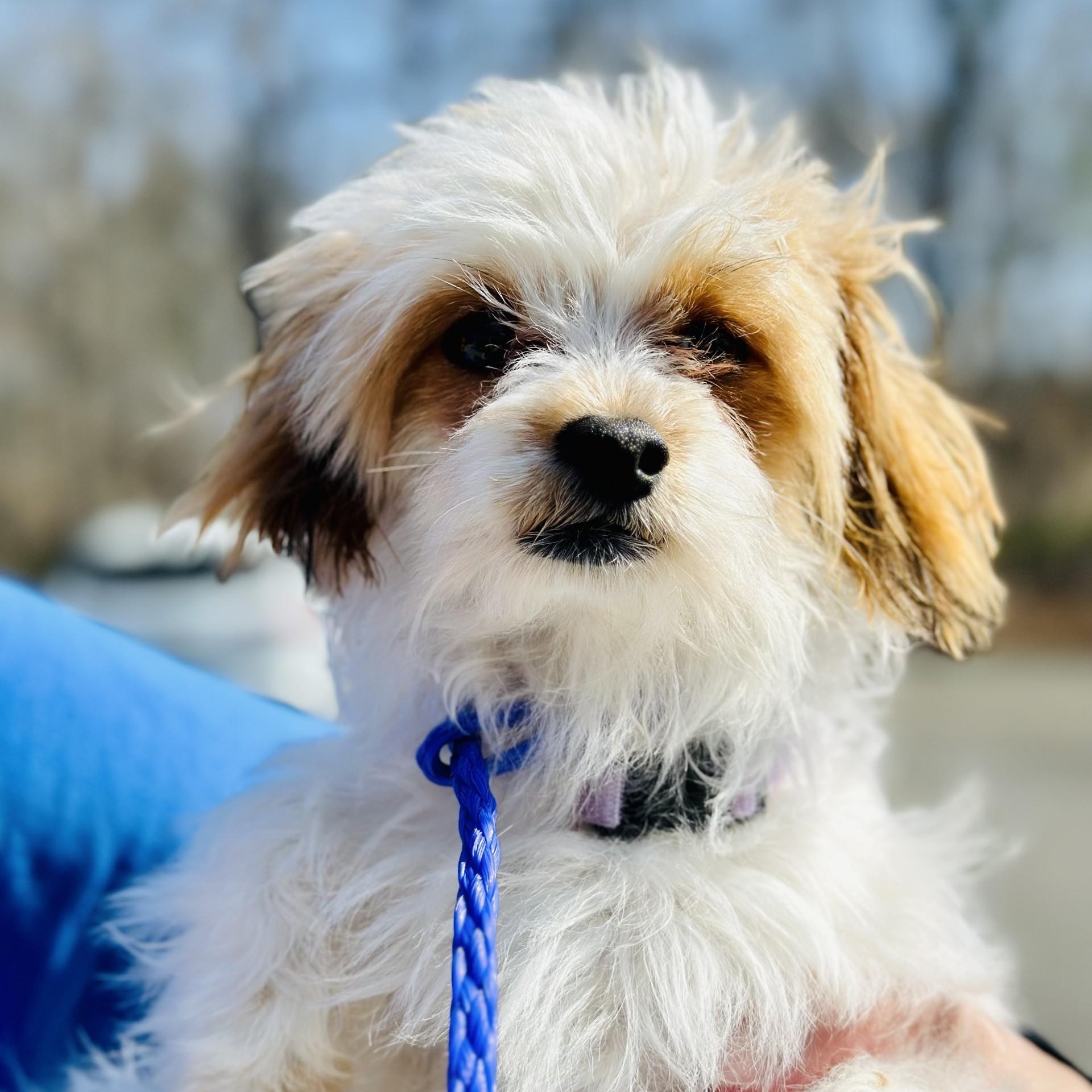 Enlarge Bernie , an adopted mixed breed in Jackson, NJ image 2/2
