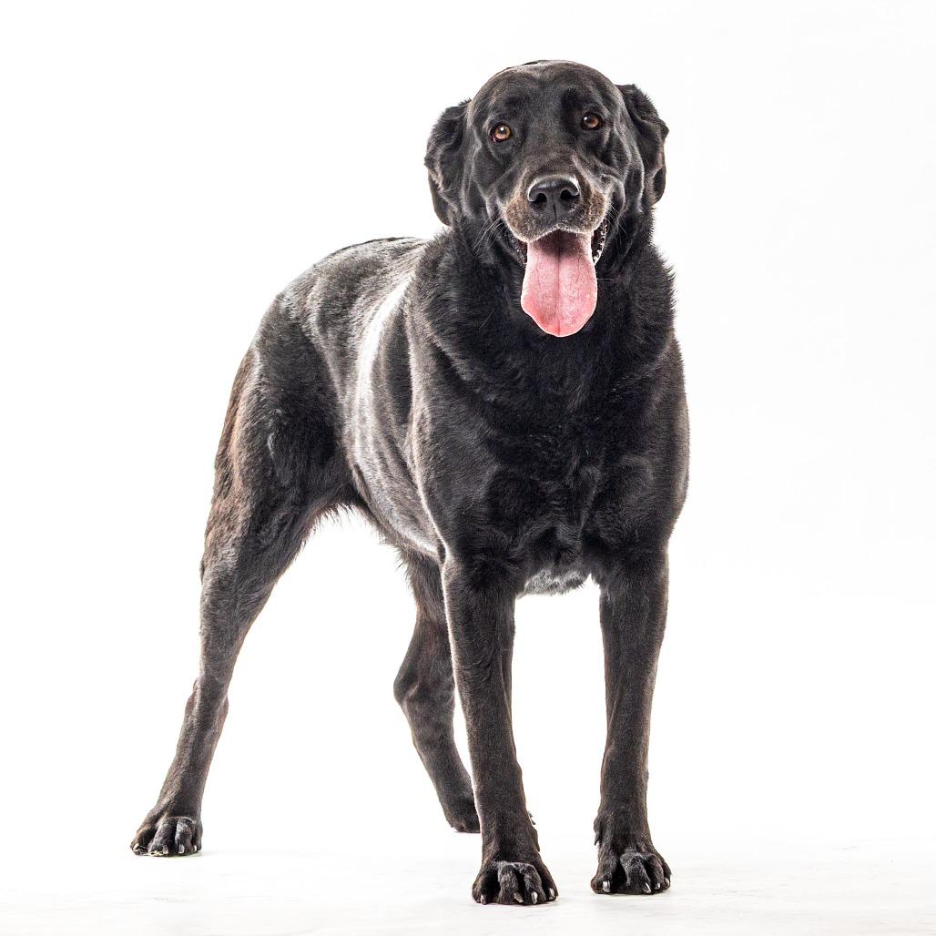 Aurora, Adoptable, Adult Female Black Labrador Retriever.