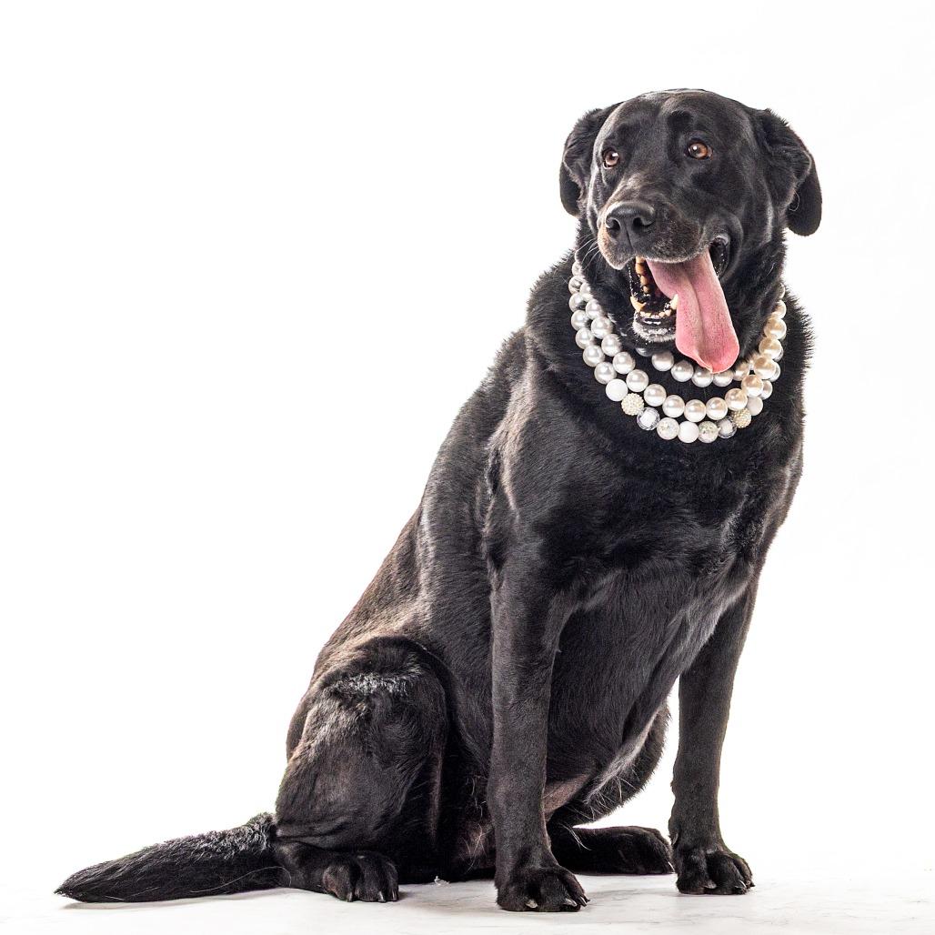 Enlarge Aurora, a Adoptable Black Labrador Retriever in Reno, NV image 2/6