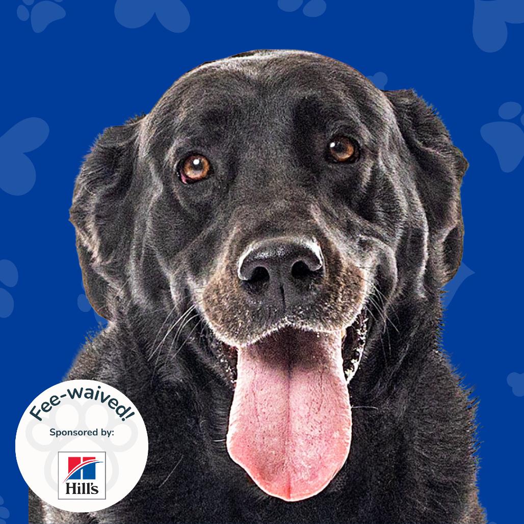 Enlarge Aurora, a Adoptable Black Labrador Retriever in Reno, NV image 3/6