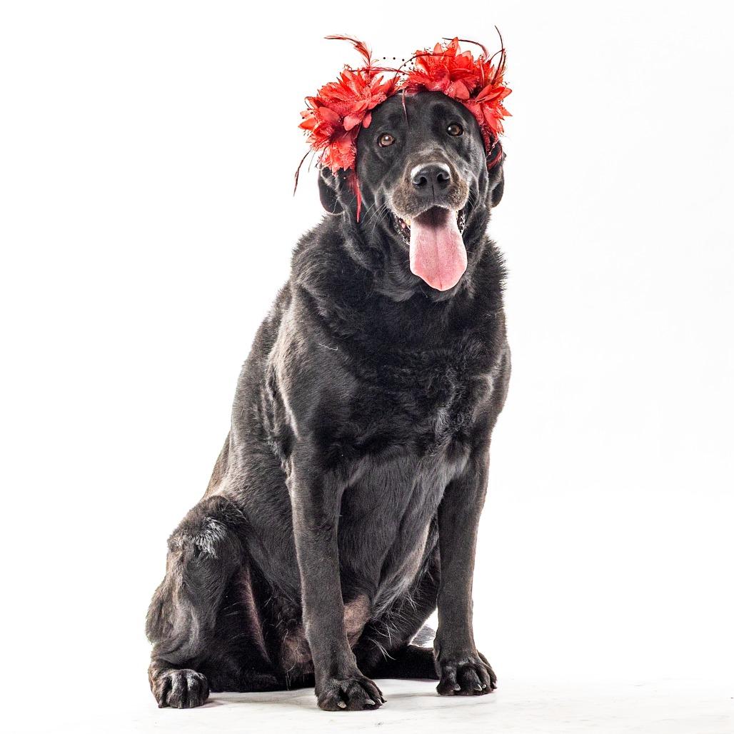 Enlarge Aurora, a Adoptable Black Labrador Retriever in Reno, NV image 4/6