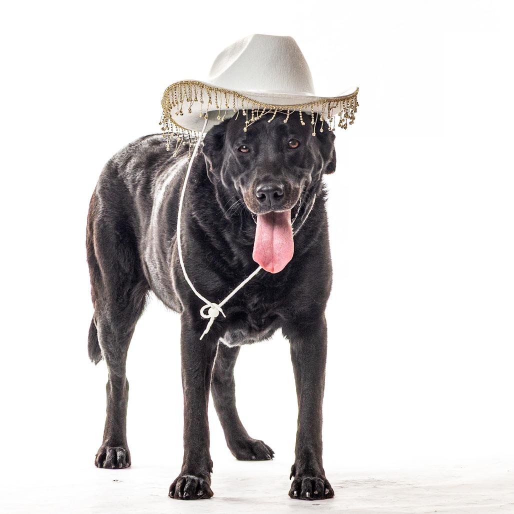 Enlarge Aurora, a Adoptable Black Labrador Retriever in Reno, NV image 5/6