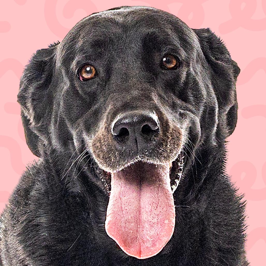 Enlarge Aurora, a Adoptable Black Labrador Retriever in Reno, NV image 6/6