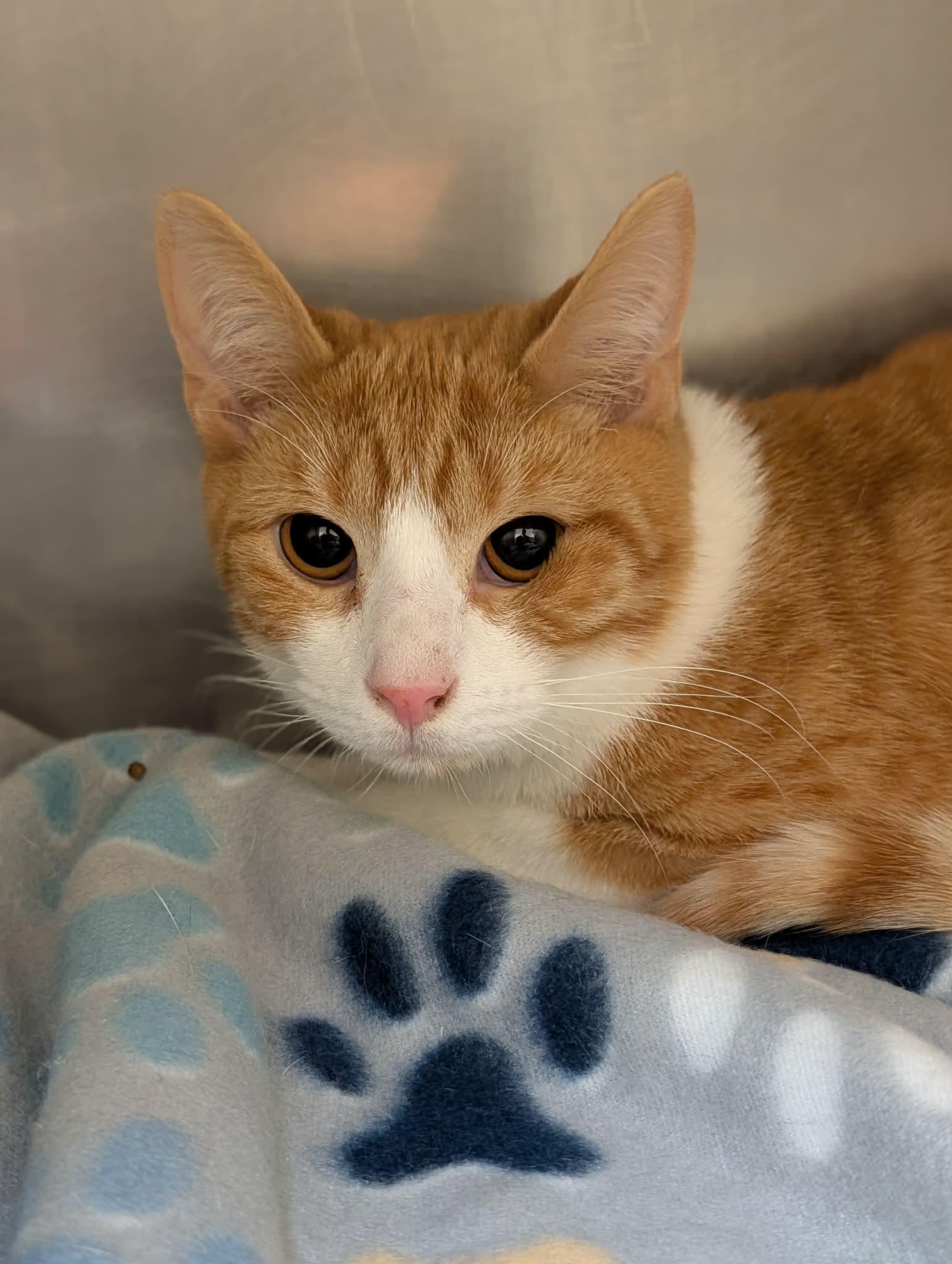 Curtis, adopted, Young Male Domestic Short Hair.