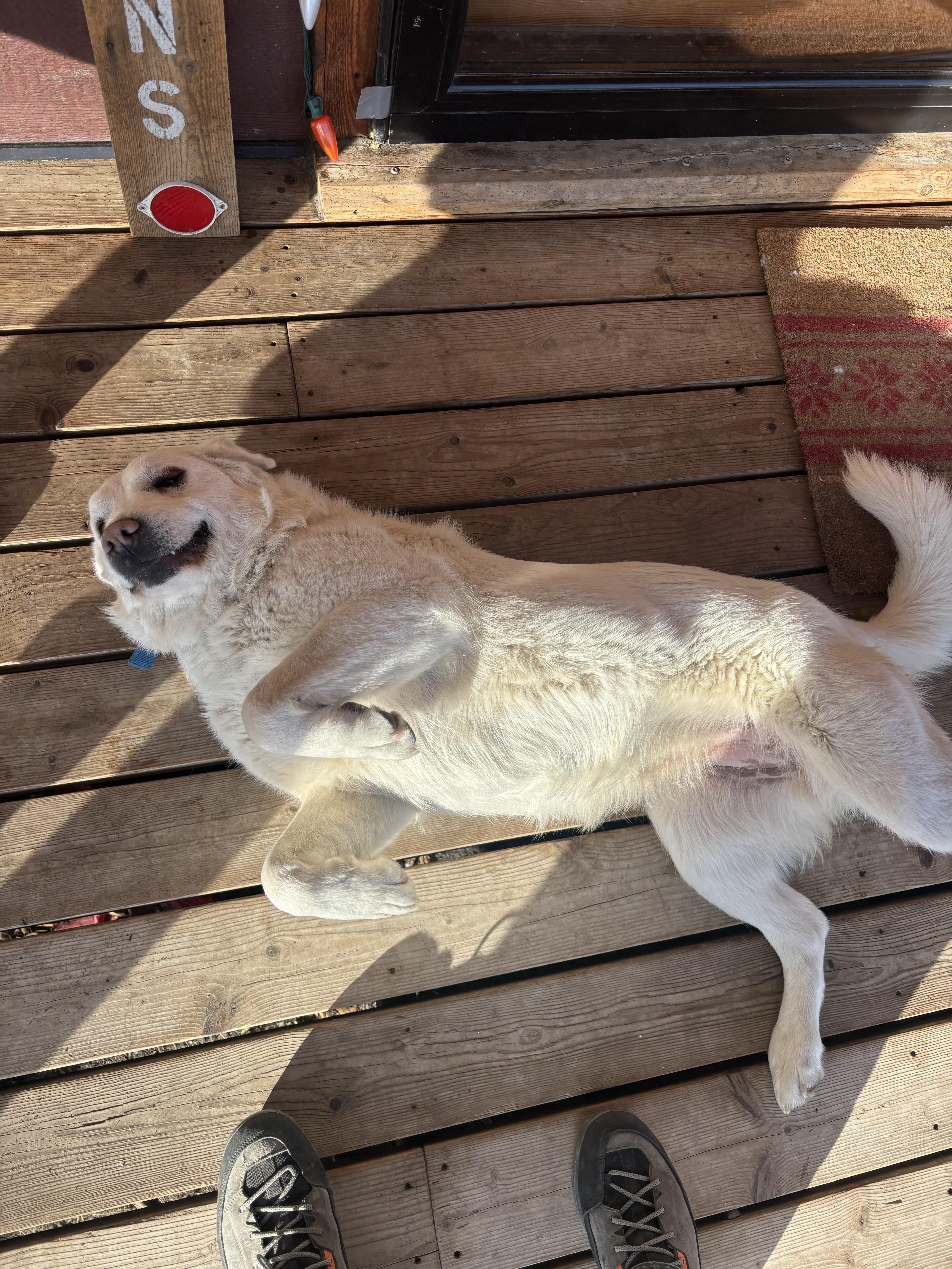 Enlarge Mabel and Gary (this is a courtesy listing please contact Lee 406-750-3887), a ADOPTABLE Akbash in Choteau, MT image 2/3