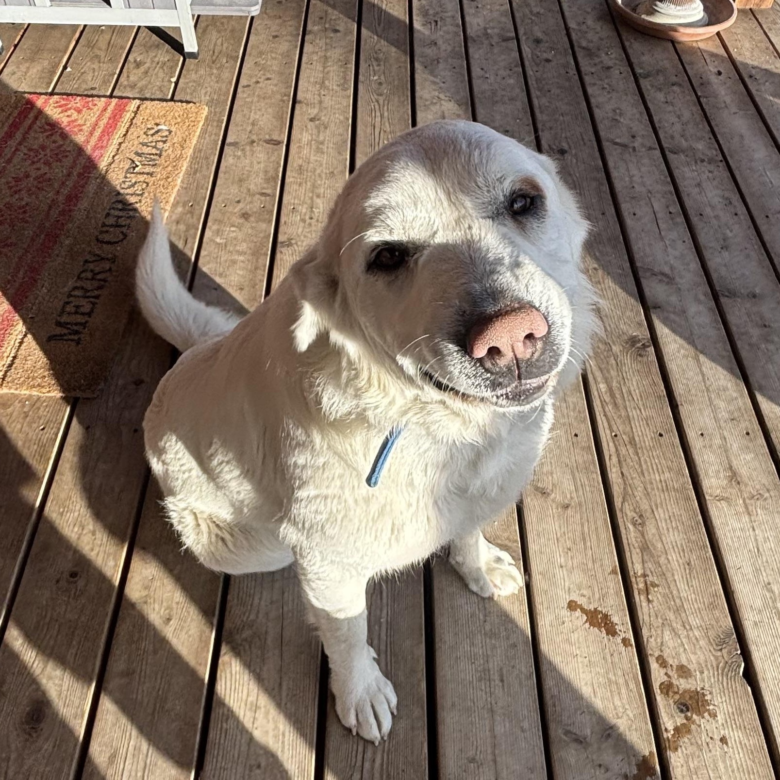 Enlarge Mabel and Gary (this is a courtesy listing please contact Lee 406-750-3887), a ADOPTABLE Akbash in Choteau, MT image 1/3
