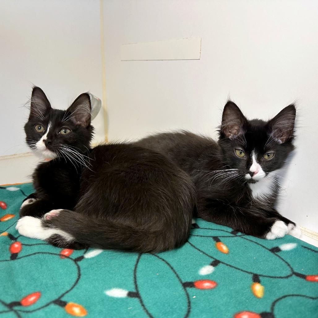 Just Egg, Adoptable, Kitten Female Domestic Medium Hair.