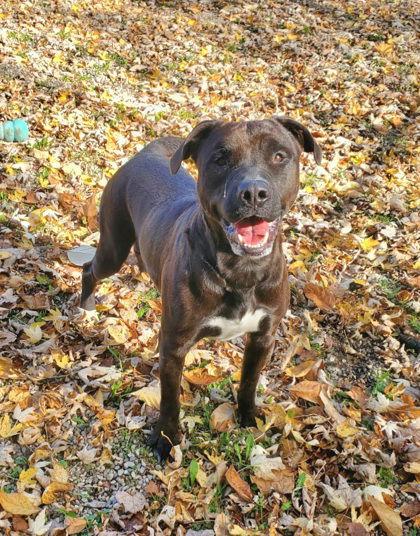 Enlarge Jerome (6757), a Adoptable mixed breed in Lake City, MI image 1/1