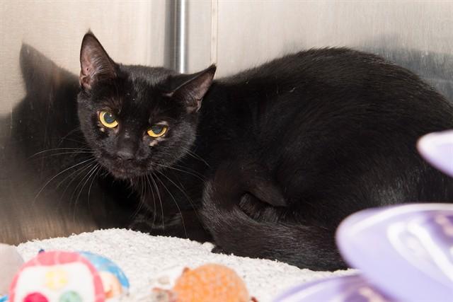 MARVIS, Adoptable, Young Female Domestic Short Hair.