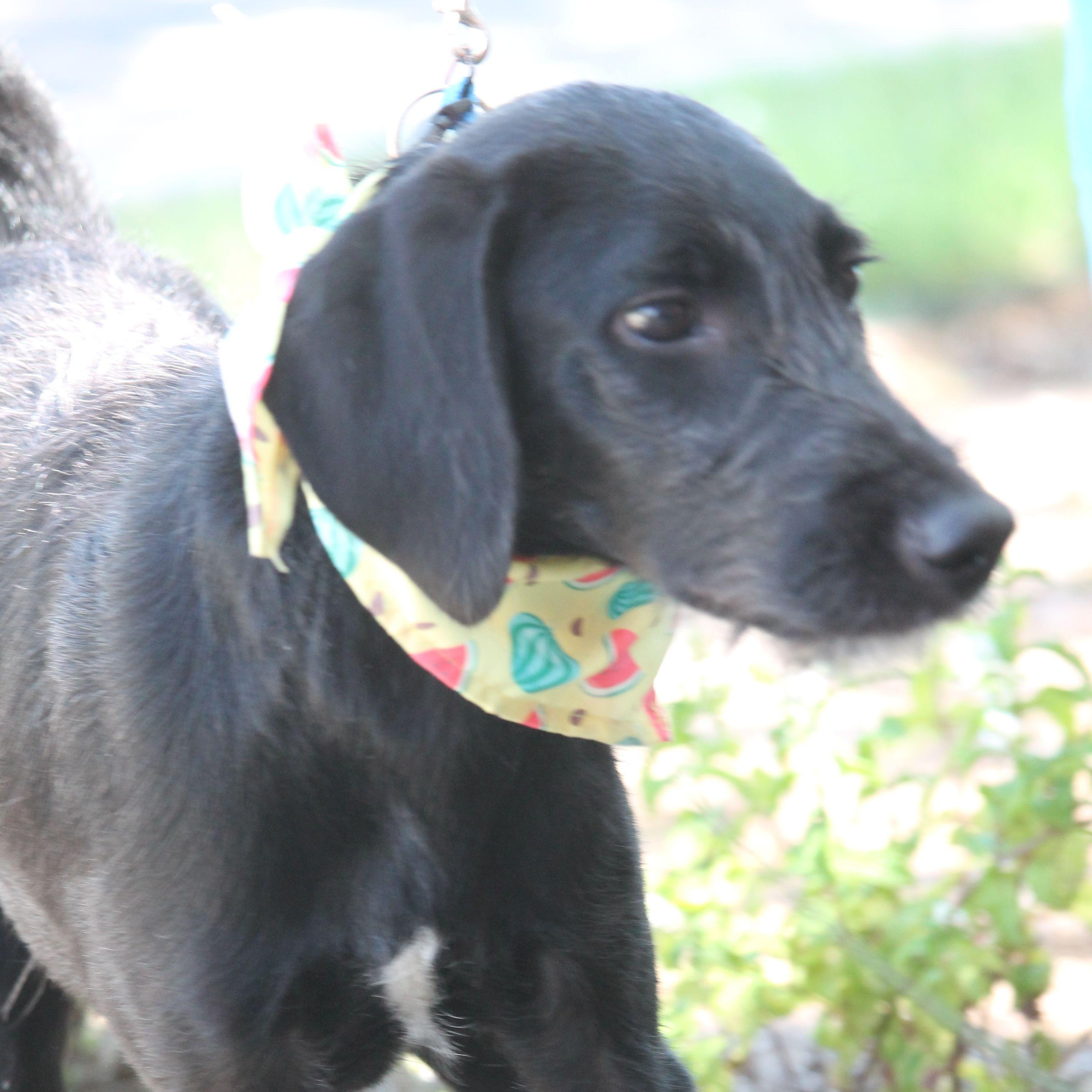 Hansel, an adoptable Schnoodle, Poodle in Yukon, OK, 73099 | Photo Image 5