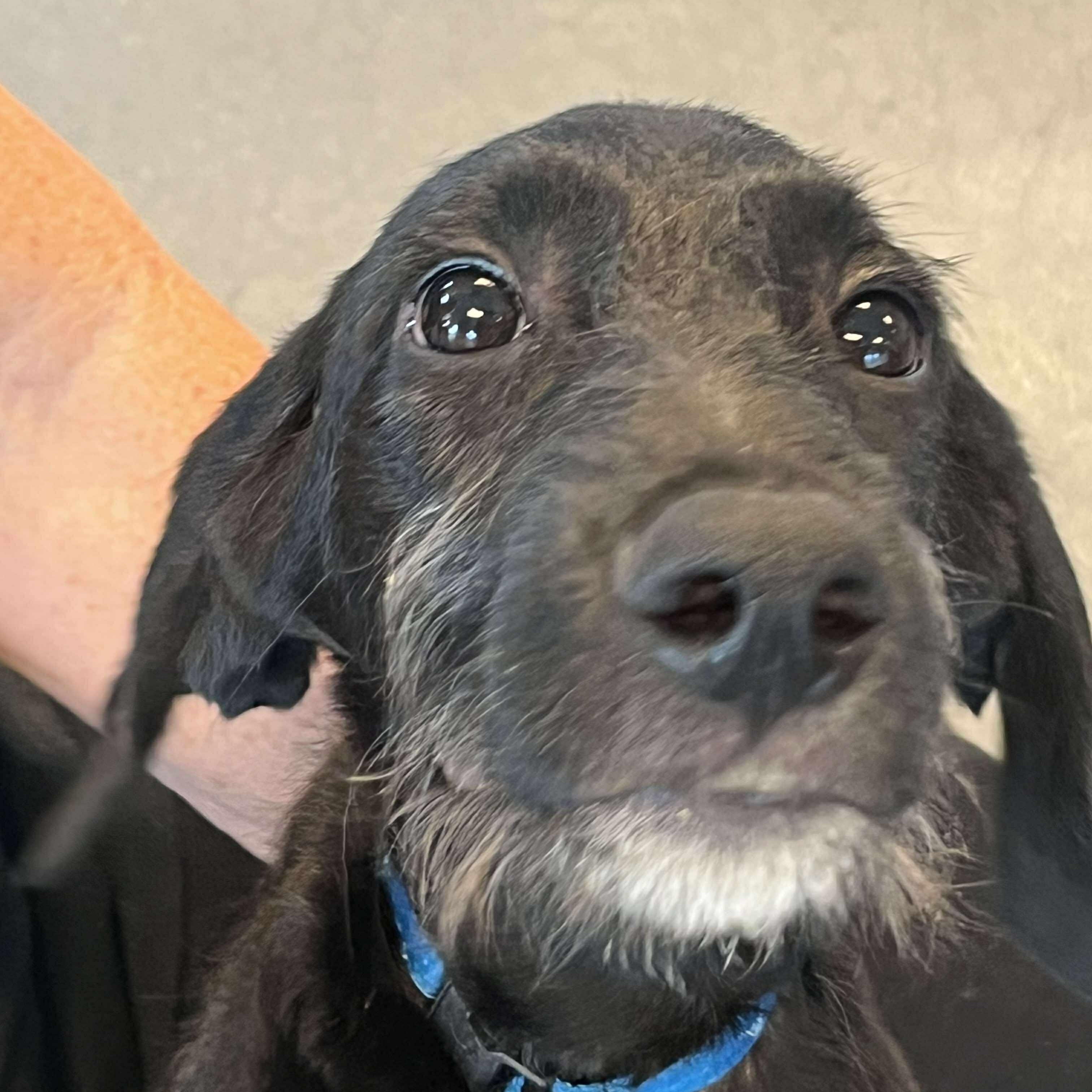 Hansel, an adoptable Schnoodle, Poodle in Yukon, OK, 73099 | Photo Image 6