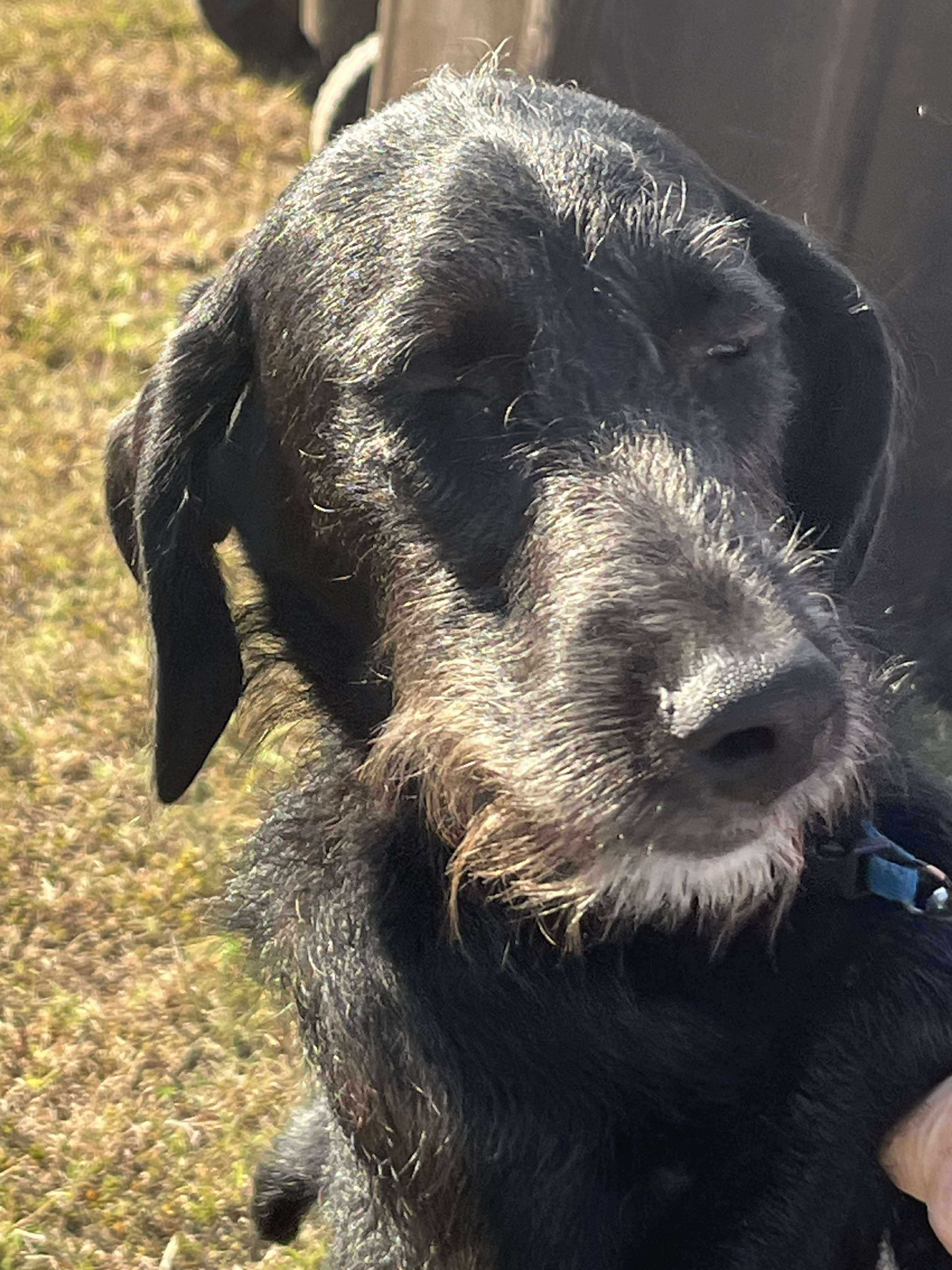 Hansel, an adoptable Schnoodle, Poodle in Yukon, OK, 73099 | Photo Image 4