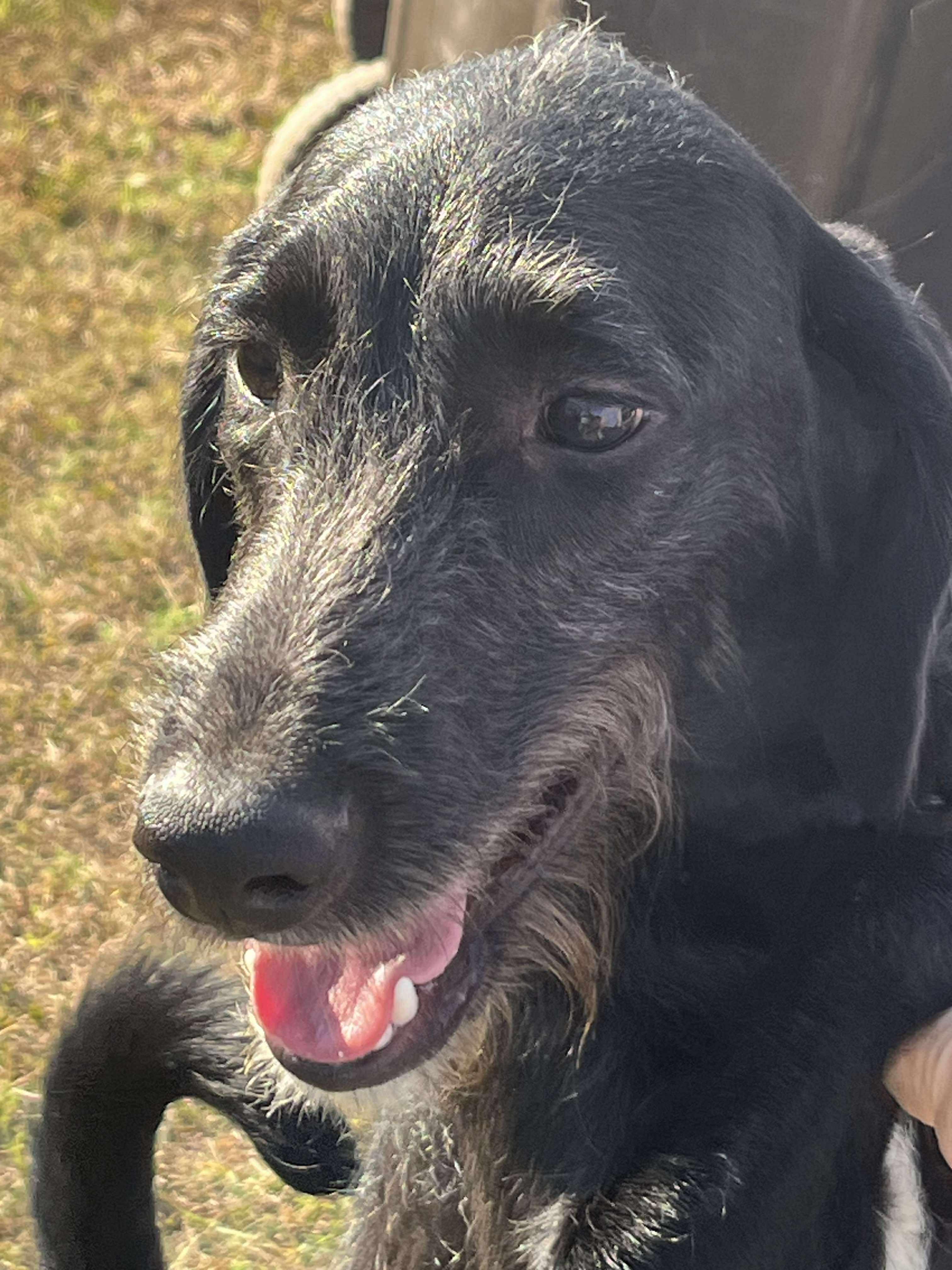 Hansel, an adoptable Schnoodle, Poodle in Yukon, OK, 73099 | Photo Image 1