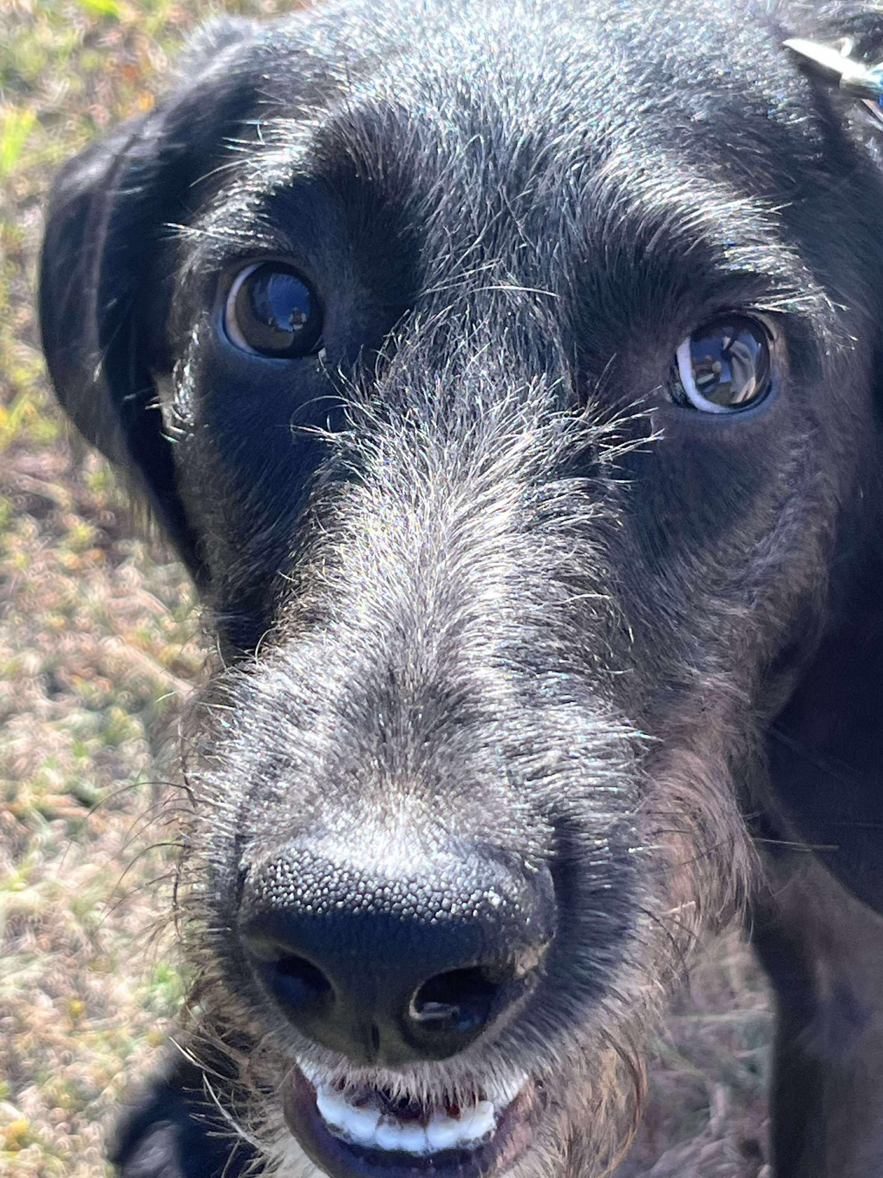 Hansel, an adoptable Schnoodle, Poodle in Yukon, OK, 73099 | Photo Image 3