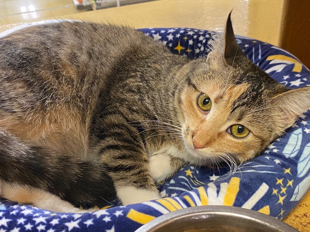 Ella, a Adoptable Torbie in Beaumont, TX image 1/6