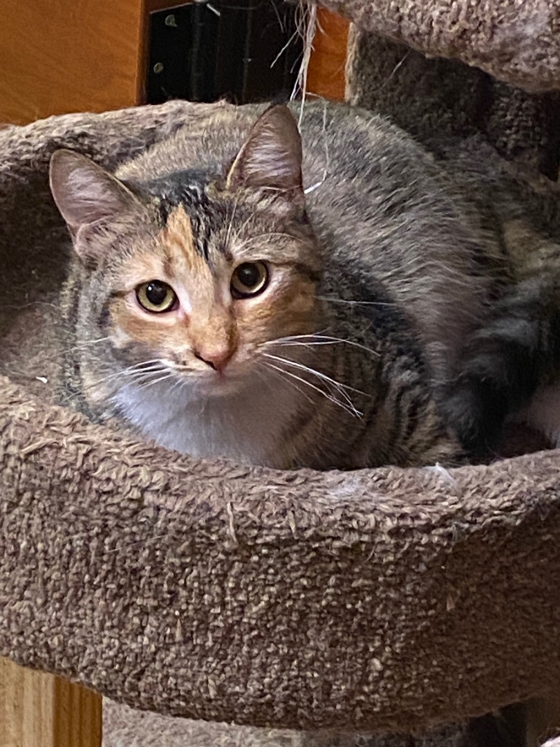 Ella, a Adoptable Torbie in Beaumont, TX image 2/6
