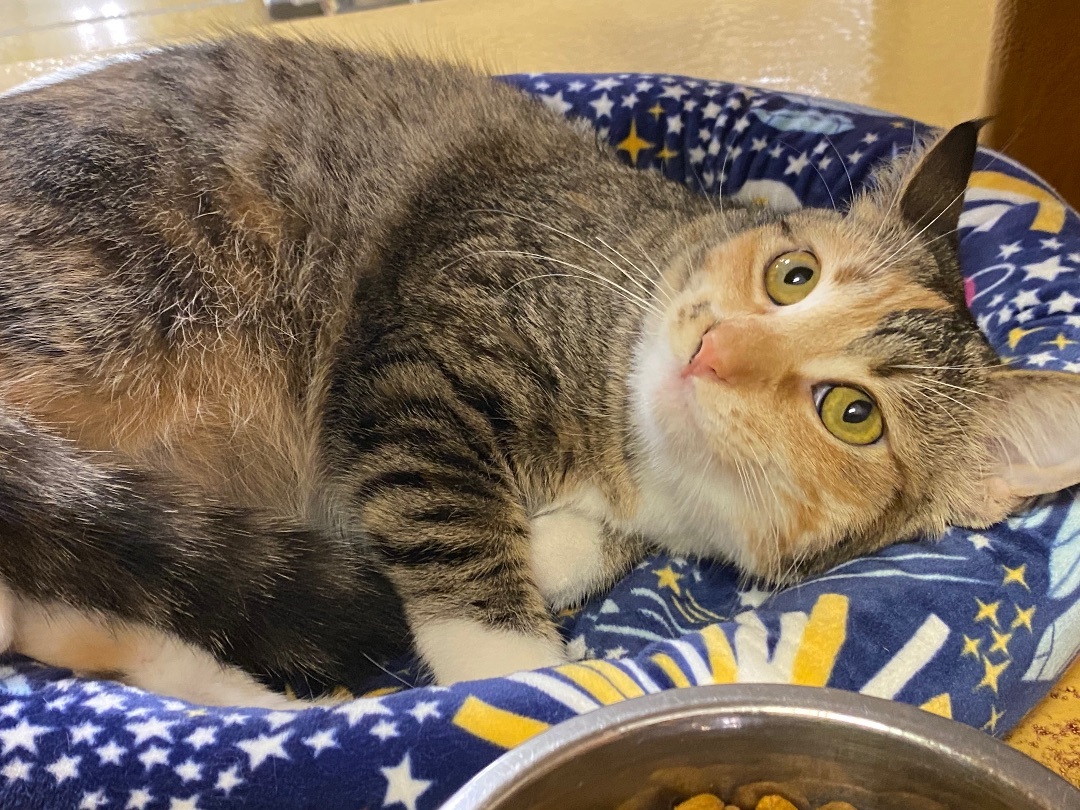 Ella, a Adoptable Torbie in Beaumont, TX image 3/6