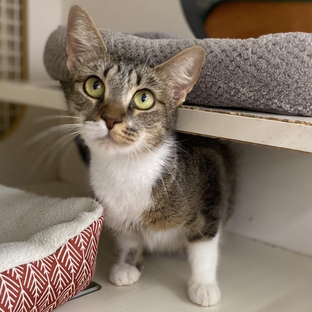 Enlarge Madonna, a Adoptable Domestic Short Hair in Bessemer, AL image 1/5