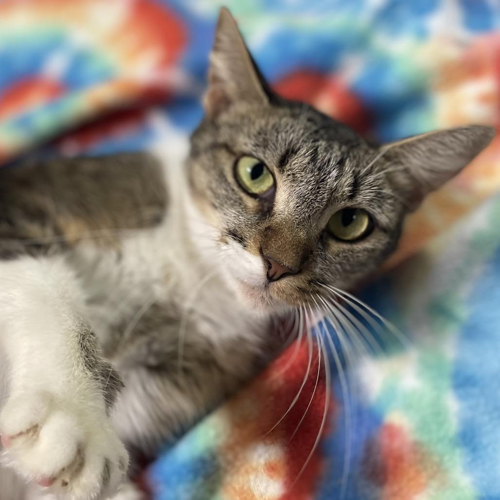 Enlarge Madonna, a Adoptable Domestic Short Hair in Bessemer, AL image 2/5