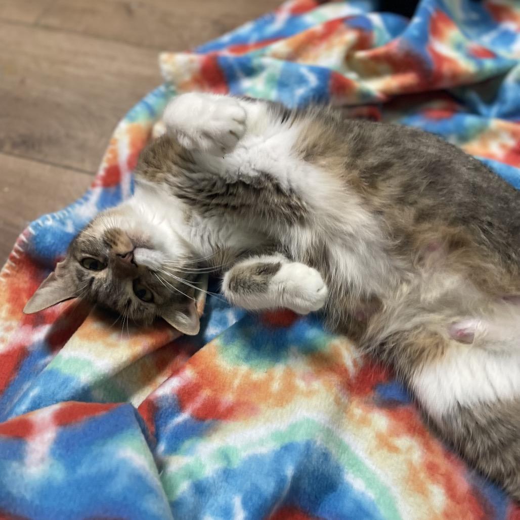 Enlarge Madonna, a Adoptable Domestic Short Hair in Bessemer, AL image 3/5