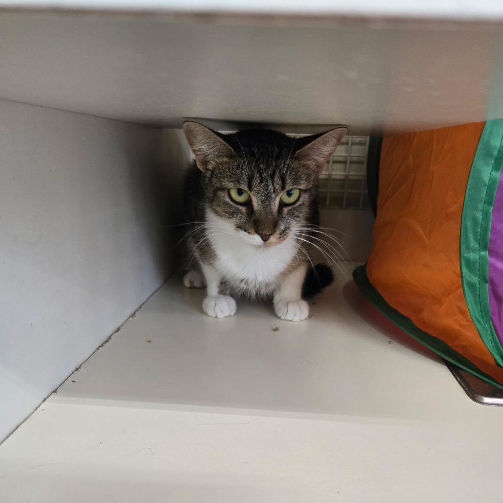 Enlarge Madonna, a Adoptable Domestic Short Hair in Bessemer, AL image 4/5