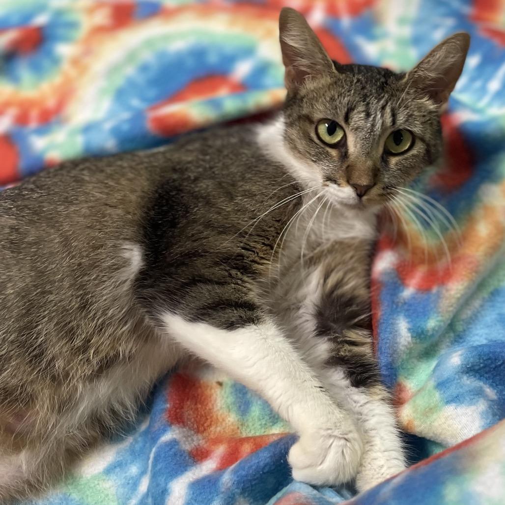 Enlarge Madonna, a Adoptable Domestic Short Hair in Bessemer, AL image 5/5